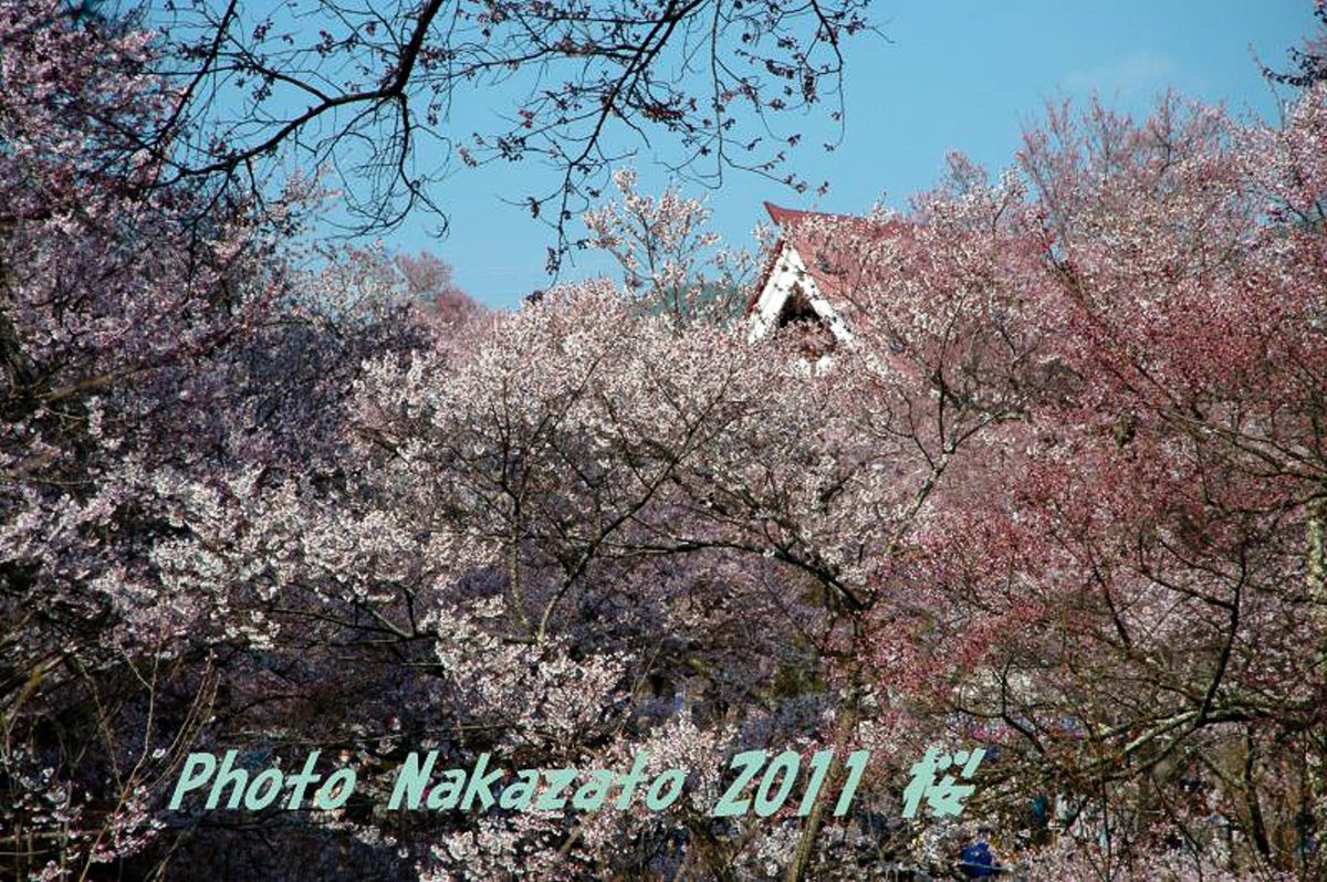 高遠の桜